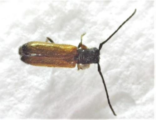 Réf. 254 816 : Tetrops praeustus